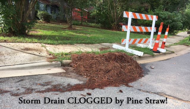 Storm Drain Clogged by Pine Straw